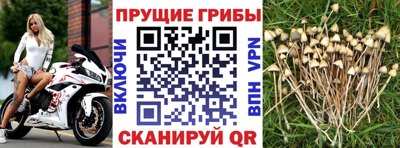 где можно купить наркотик  Химки  Псилоцибиновые грибы Magic Shrooms 